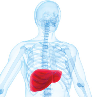 Image of a liver