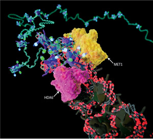 Image of enzymes HDA6 and MET1 