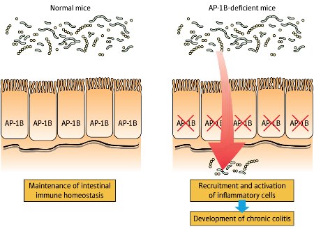 Schematic of AP-1B expression in gut epithelial cells