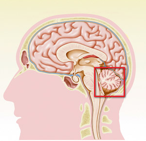 Image of a brain