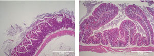 Microscopic image of mouse gut