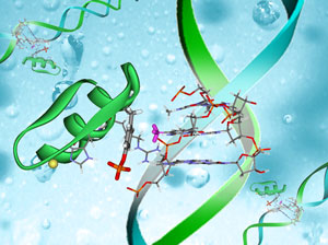 Image of Sp1 peptide probe and DNA