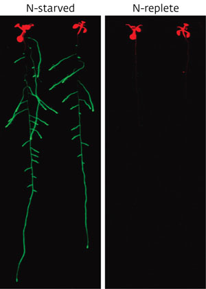 Image of activation of the NRT2.4 transporter gene