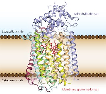 Image showing the structure of qNOR