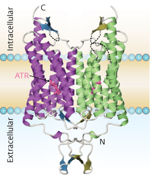 Image of the structure of a chimeric channelrhodopsin protein (C1C2)