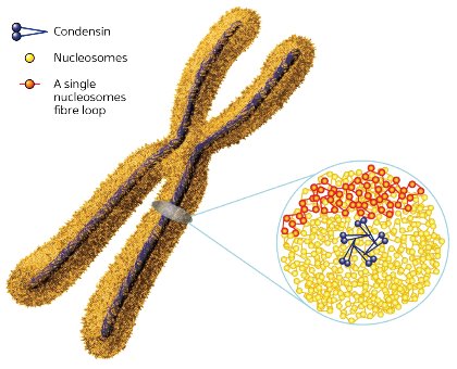 Image of chromosome structure