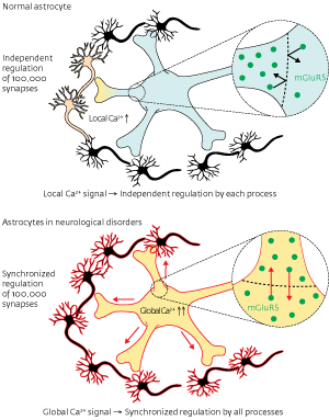 illustration of astrocytes
