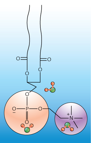 Schematic of water molecules on lipid chain