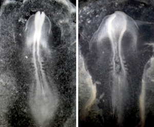 Image of chick embryos