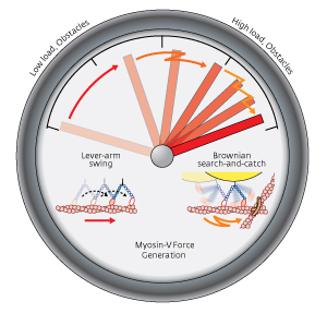 Schematic showing the switching between lever-arm swing motion and Brownian search-and-catch