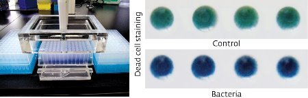 Image of the cell death following pathogen infection