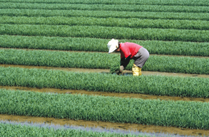 Image of a plant field