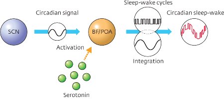 Schematic showing the regulation of circadian rhythm