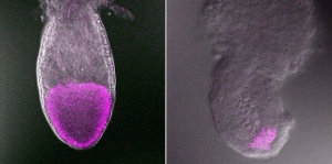 Image of embryonic ectoderm