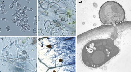 Image of Colletotrichum orbiculare