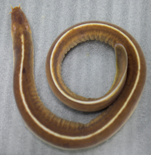 image of an adult hagfish