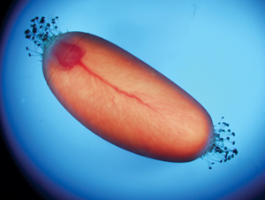 image of growing embryo in the egg