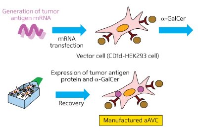 Schematic showing the production of artificial adjuvant vector cells