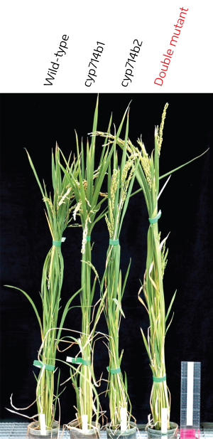 Image of rice plants