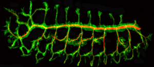 Image of a fly embryo