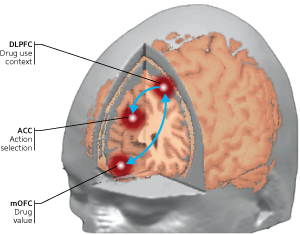 Image of interacting brain parts