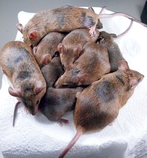 Image of mice