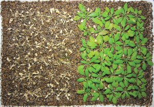 Image of Arabidopsis