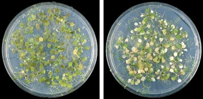 Image of Arabidopsis plants