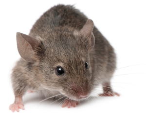 Image of a mouse
