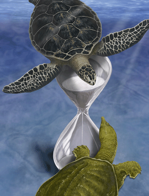 Image of turtles