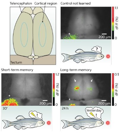 Schematic showing zebrafish neuronal activity