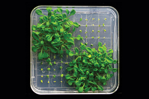 Image of Arabidopsis plants