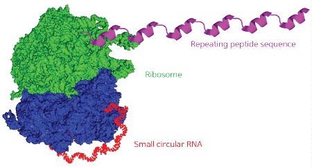 Image of ribosome and RNA