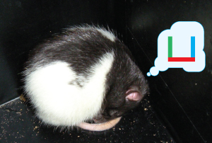 Image of a sleeping mouse