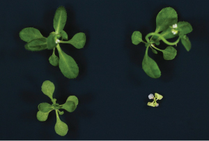 Image of Arabidopsis plants Image of Arabidopsis plants