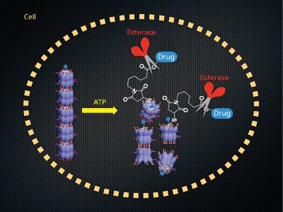Schematic of a chaperonin-based drug delivery system