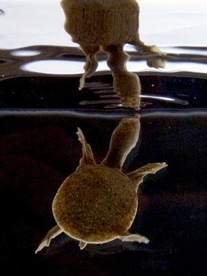 Image of a turtle