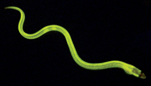 Image of an eel