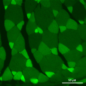 Image of cells with the UnaG fluorescent protein