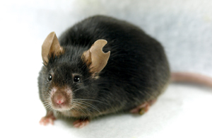 Image of a mouse