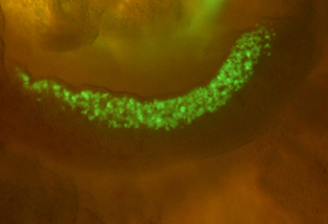 Image of primordial germ cells