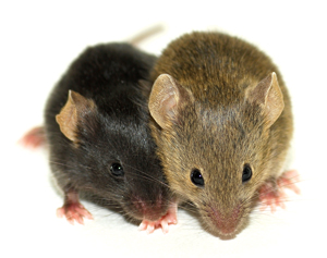 Image of mice