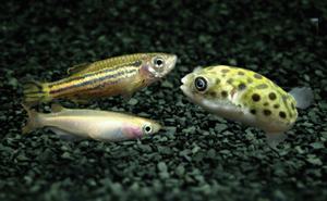 Image of fishes