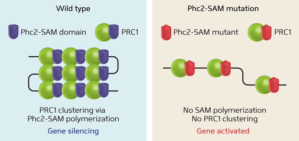 Image of PcG protein complex