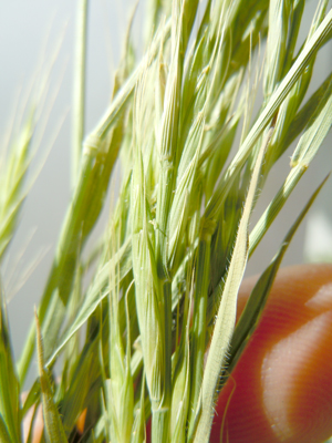 Image of purple false brome