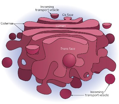 Image of the Golgi apparatus