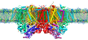 Image of computational simulations of photosystem II