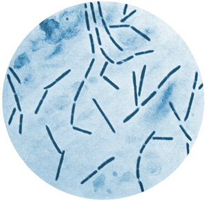 Image of commensal bacteria Image of commensal bacteria