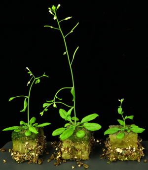 Image of plants