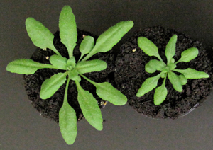 Image of Arabidopsis thaliana